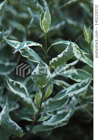 Elegant variegated cornus alba argenteomarginata 140228332