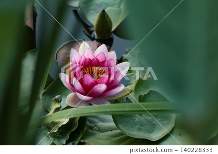Pink nymphaea water lily flowe Pink nymphaea water lily flowe 140228333