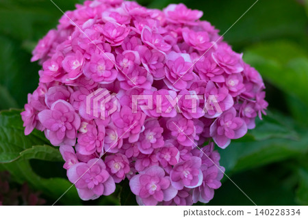Vibrant pink hydrangea flower head blooming 140228334