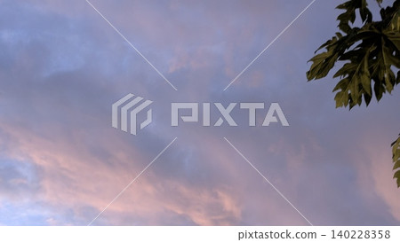 Wide scenic view captures soft pastel pink dawn clouds floating in purple blue skies. Dark green papaya leaves frame the upper corner, creating a beautiful natural background layout. Wide scenic view captures soft pastel pink dawn clouds floating in purple blue skies. Dark green papaya leaves frame the upper corner, creating a beautiful natural background layout. 140228358
