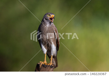 Rufous-winged Buzzard (Butastur liventer) perched on a wooden stump with open beak. 140228367