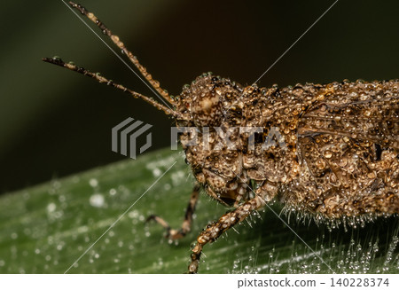 Carinate Locust is a species of band-winged grasshopper in the family Acrididae. It is found in Asia. Carinate Locust is a species of band-winged grasshopper in the family Acrididae. It is found in Asia. 140228374