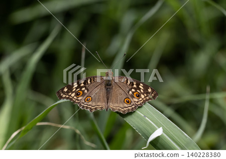 The Lemon Pansy (Junonia lemonias) Male and female butterflies have brown wings, orange eye spots, and faded yellow spots.spread on front wings The back wings have clearly visible eye spots. The Lemon Pansy (Junonia lemonias) Male and female butterflies have brown wings, orange eye spots, and faded yellow spots.spread on front wings The back wings have clearly visible eye spots. 140228380