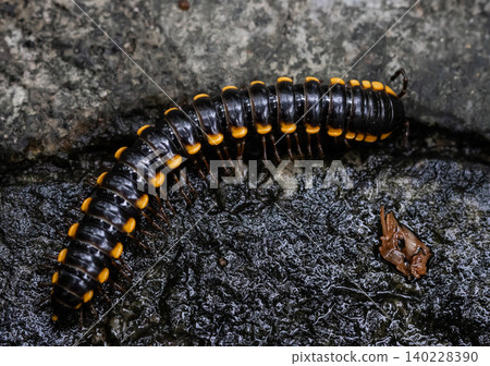 Millipede It is the name of several families of invertebrates with hard shells and long bodies divided into segments. 140228390