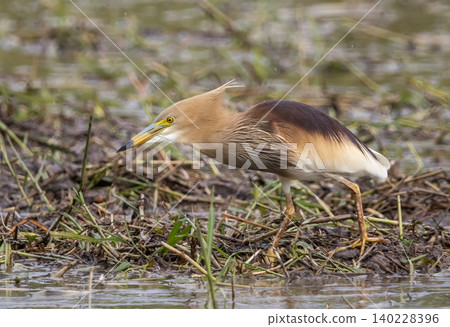 Indian pond heron Breeding season: The skin around the eyes is blue-gray. The head, neck and chest are pale yellowish-brown. The nape of the neck has two long, braid-like hairs. The back and shoulder 140228396