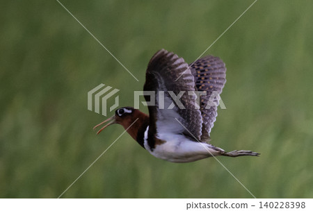 Greater painted-snipe It is a water bird in the order of shorebirds that has different characteristics from most birds. The females are more colorful than the males and do not help the males in Greater painted-snipe It is a water bird in the order of shorebirds that has different characteristics from most birds. The females are more colorful than the males and do not help the males in 140228398