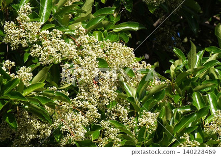 莢蒾（Viburnum plicatum）的花蕾正在膨脹－2026年5月 140228469