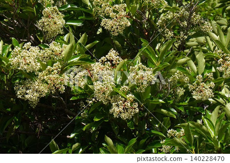 莢蒾(Viburnum plicatum)的花蕾正在膨脹-2026年5月 莢蒾(Viburnum plicatum)的花蕾正在膨脹-2026年5月 140228470