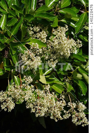 The buds of the Viburnum plicatum are swelling - May 2026 140228476