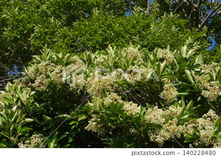 The buds of the Viburnum plicatum are swelling - May 2026 The buds of the Viburnum plicatum are swelling - May 2026 140228480