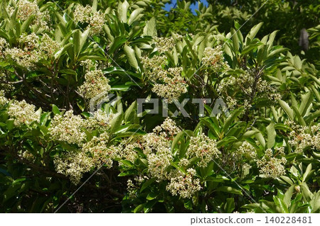 The buds of the Viburnum plicatum are swelling - May 2026 The buds of the Viburnum plicatum are swelling - May 2026 140228481