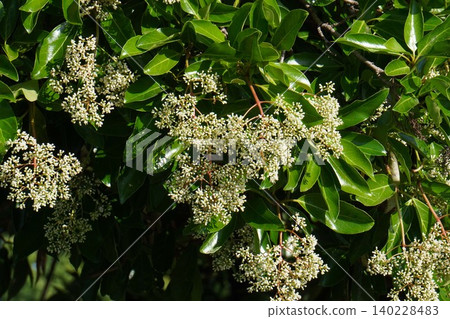 莢蒾(Viburnum plicatum)的花蕾正在膨脹-2026年5月 莢蒾(Viburnum plicatum)的花蕾正在膨脹-2026年5月 140228483