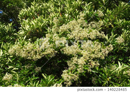 莢蒾(Viburnum plicatum)的花蕾正在膨脹-2026年5月 莢蒾(Viburnum plicatum)的花蕾正在膨脹-2026年5月 140228485