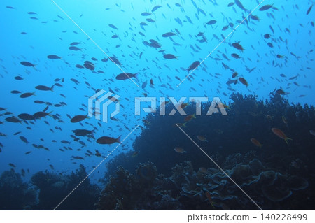 A school of Anthias dancing in a coral reef - underwater photograph A school of Anthias dancing in a coral reef - underwater photograph 140228499