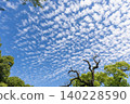 Cirrocumulus clouds above Kotohira Shrine (Kotohira Town, Kagawa Prefecture) 140228590