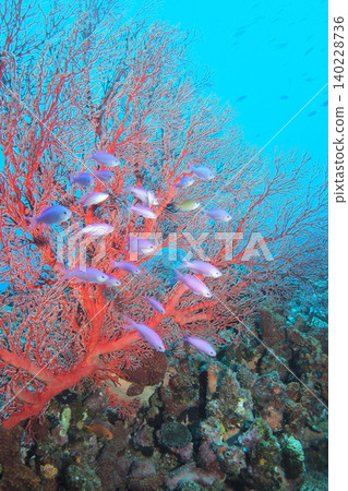 一群金花鰨在紅海扇葉間翩翩起舞－水下照片 140228736