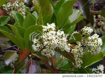 莢蒾(Viburnum plicatum)的花朵開始綻放-2026年5月 莢蒾(Viburnum plicatum)的花朵開始綻放-2026年5月 140228747