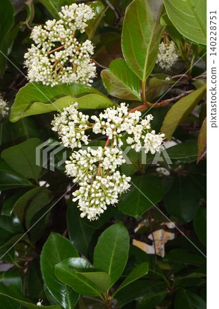莢蒾(Viburnum plicatum)的花朵開始綻放-2026年5月 莢蒾(Viburnum plicatum)的花朵開始綻放-2026年5月 140228751