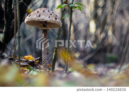 Mature Macrolepiota procera parasol mushroom with fully open spotted cap Mature Macrolepiota procera parasol mushroom with fully open spotted cap 140228838