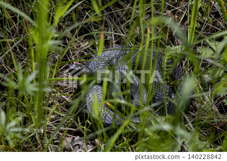 Vipera nikolskii black viper snake coiled and hidden among tall green grass 140228842