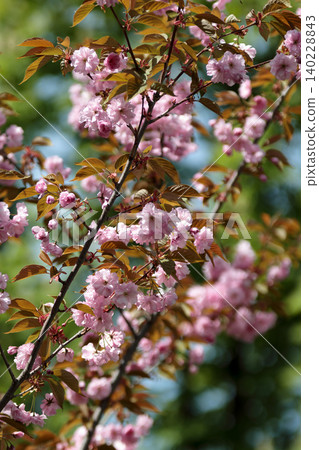 Beautiful pink flowers of blooming kanzan cherry blossom Beautiful pink flowers of blooming kanzan cherry blossom 140228843