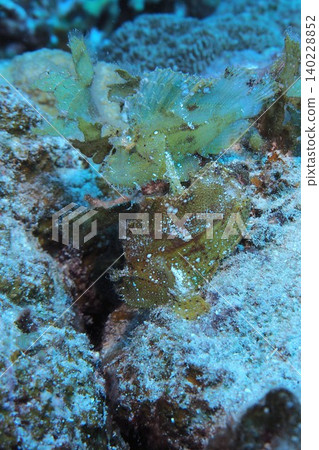 雙色蝎子魚藏身珊瑚叢中:水下照片 雙色蝎子魚藏身珊瑚叢中:水下照片 140228852