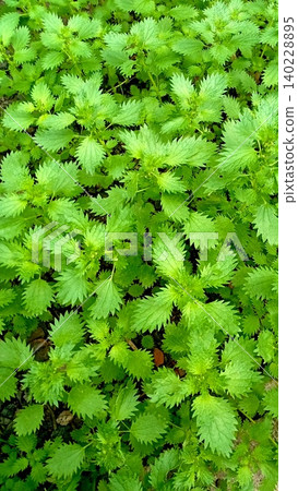 Stinging nettle (Urtica urens L.)with leaves close-up Stinging nettle (Urtica urens L.)with leaves close-up 140228895