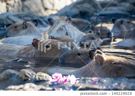 A capybara warms itself with its eyes closed in a steaming bath. 140229028