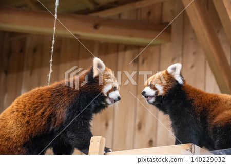 A pair of friendly red pandas gazing into each other's eyes. A pair of friendly red pandas gazing into each other's eyes. 140229032