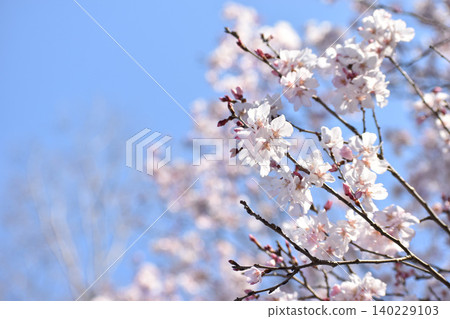 Pretty pink cherry blossoms Pretty pink cherry blossoms 140229103