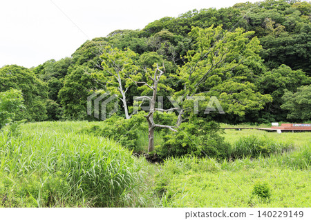 A road surrounded by green A road surrounded by green 140229149