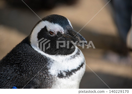 The adorable penguin's profile as it gazes at us. The adorable penguin's profile as it gazes at us. 140229170