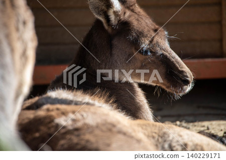 A kangaroo dozing off while lying on the ground. A kangaroo dozing off while lying on the ground. 140229171