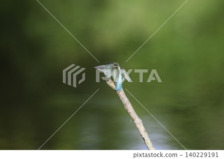 在水邊的金魚 在水邊的金魚 140229191