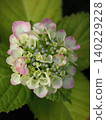Pink hydrangea close-up 140229228