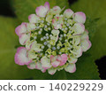 Pink hydrangea close-up 140229229