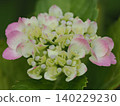 Pink hydrangea close-up 140229230
