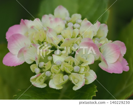 Pink hydrangea close-up Pink hydrangea close-up 140229230