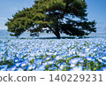 Nemophila flowers in full bloom at Hitachi Seaside Park 140229231