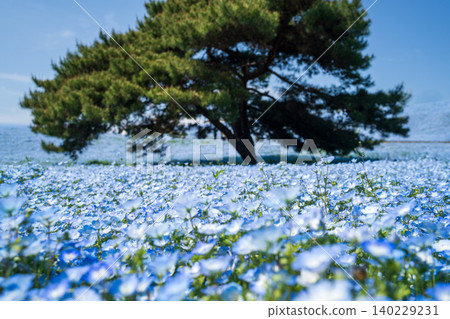 Nemophila flowers in full bloom at Hitachi Seaside Park Nemophila flowers in full bloom at Hitachi Seaside Park 140229231