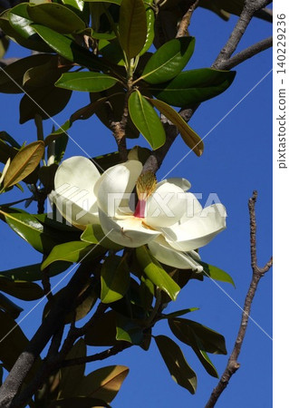 Southern Magnolia flower - May 2026 Southern Magnolia flower - May 2026 140229236