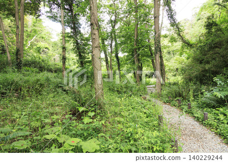 Early summer of Koashiro Bay 140229244