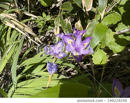 姬菖蒲(Iris gracilipes)野生於谷川山頂附近惡劣的自然環境。 姬菖蒲(Iris gracilipes)野生於谷川山頂附近惡劣的自然環境。 140229248