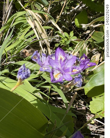 姬菖蒲(Iris gracilipes)野生於谷川山頂附近惡劣的自然環境。 姬菖蒲(Iris gracilipes)野生於谷川山頂附近惡劣的自然環境。 140229249