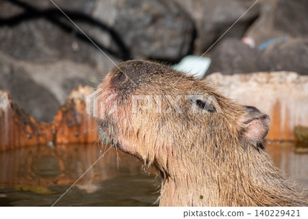 A capybara relaxing in an open-air hot spring bath. 140229421