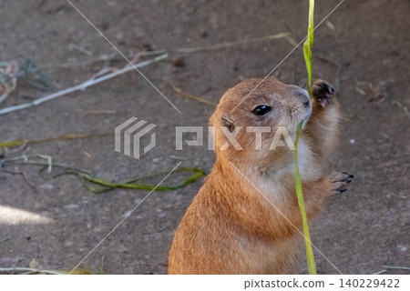 A close-up of a marmot munching on grass. A close-up of a marmot munching on grass. 140229422