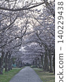 Cherry blossom trees in full bloom 140229438