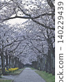 Cherry blossom trees in full bloom 140229439