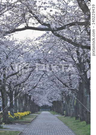 Cherry blossom trees in full bloom Cherry blossom trees in full bloom 140229439