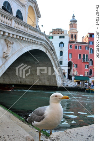 Italy, Venice Old Town: The Rialto Bridge and seagulls in the early morning 140229442